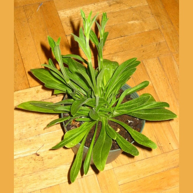 10 AFRICAN DREAM ROOT Silene Undulata Xhosa Herb White Ways Campion Flower Seeds