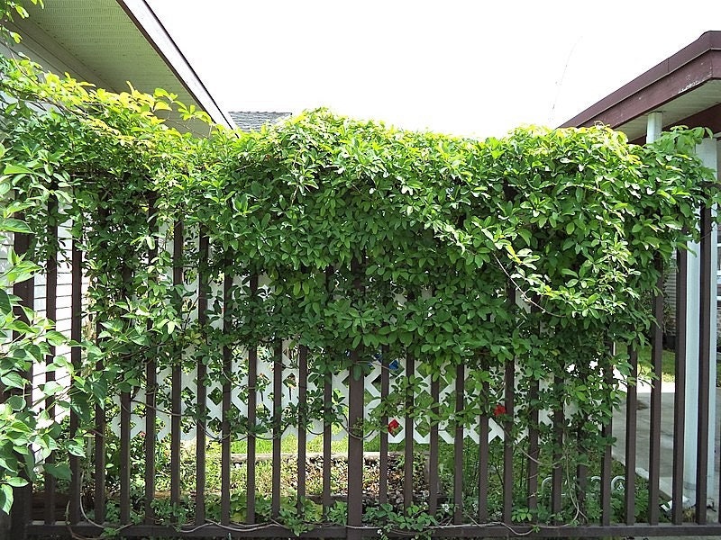 100 - 1000 Bulk CHOCOLATE VINE Edible Fruit Akebia Quinata Fragrant Flower Seeds