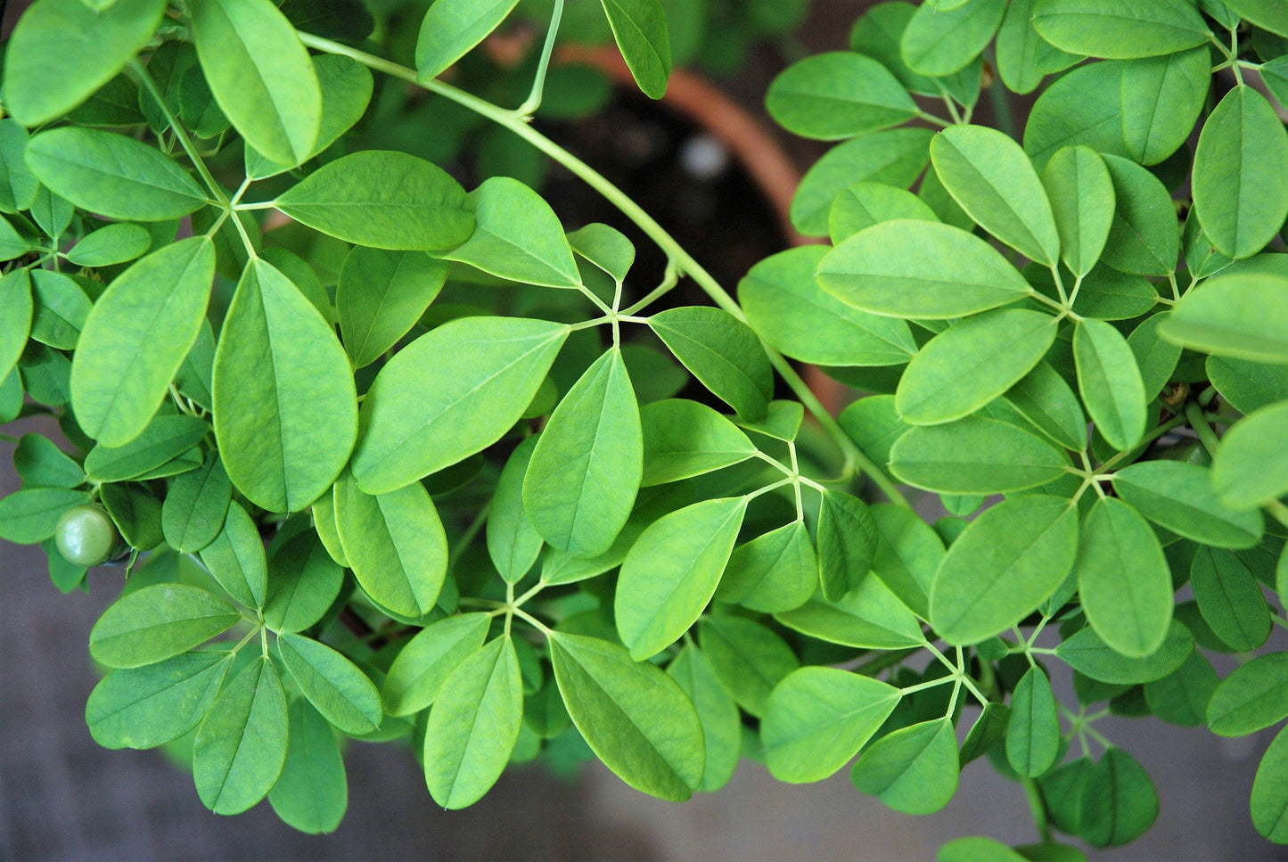 100 - 1000 Bulk CHOCOLATE VINE Edible Fruit Akebia Quinata Fragrant Flower Seeds