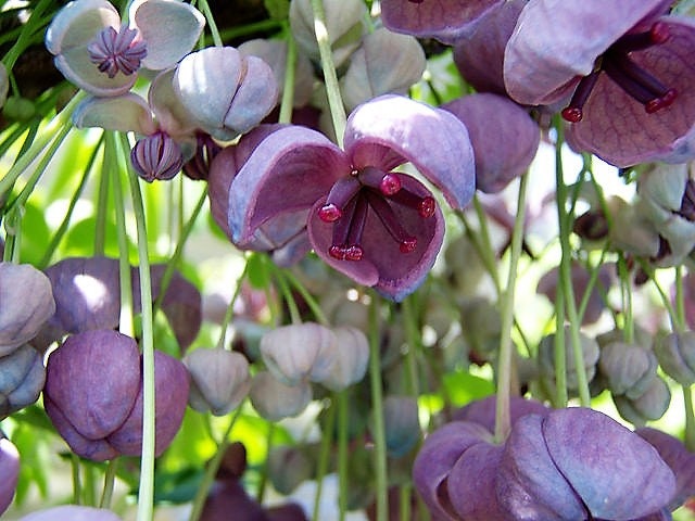 100 - 1000 Bulk CHOCOLATE VINE Edible Fruit Akebia Quinata Fragrant Flower Seeds