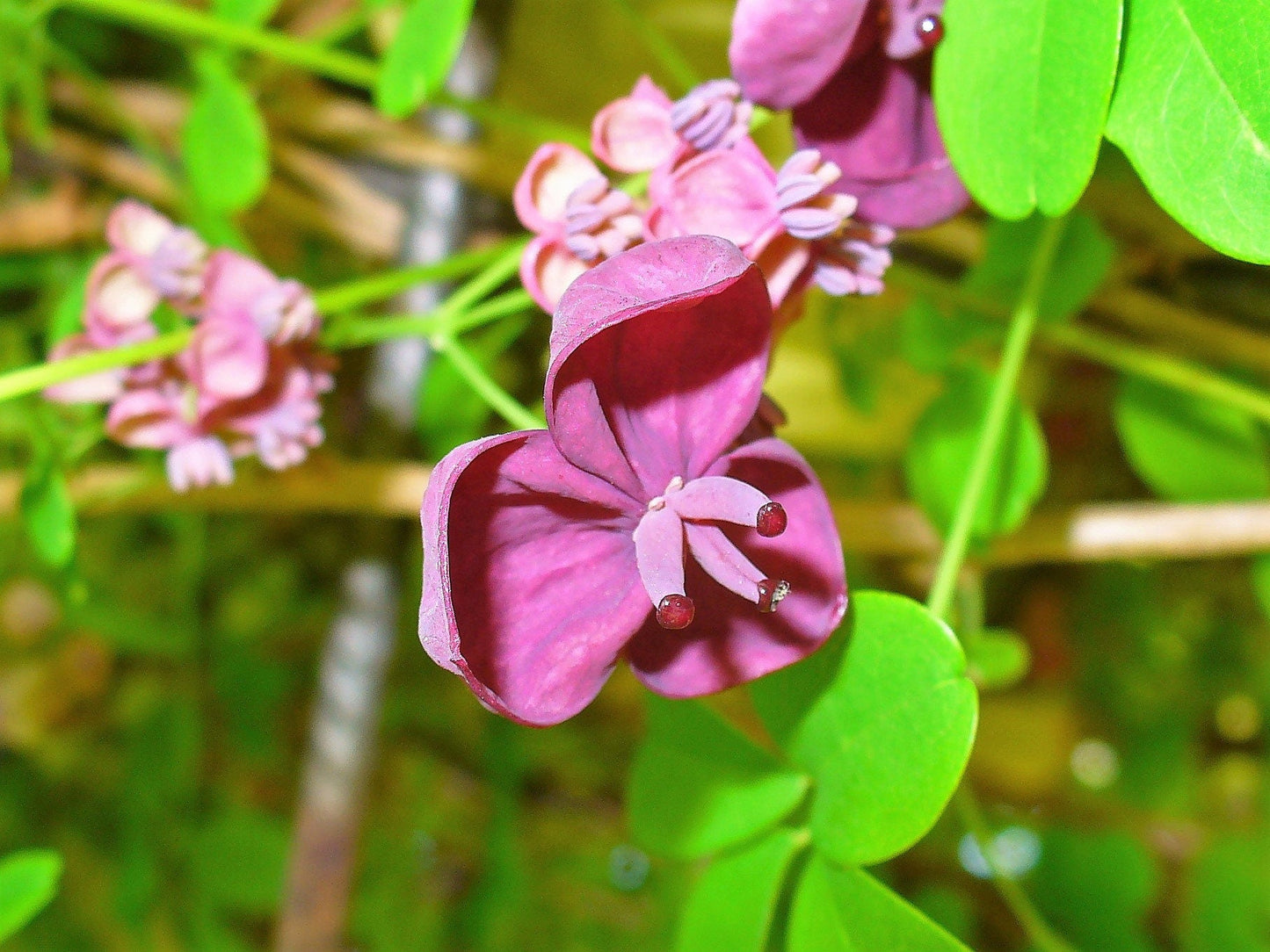 100 - 1000 Bulk CHOCOLATE VINE Edible Fruit Akebia Quinata Fragrant Flower Seeds