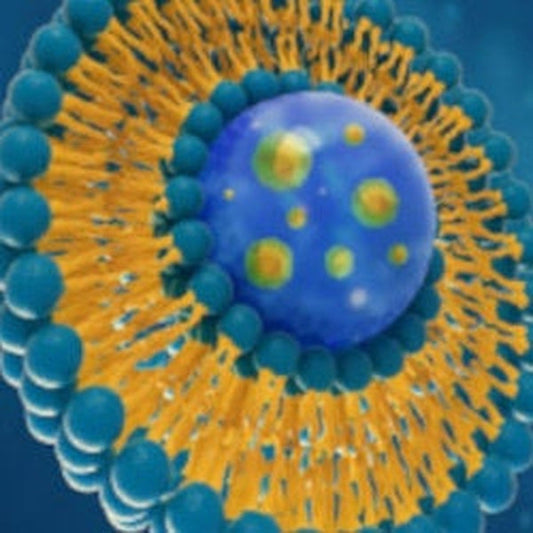 CoQ10 Liposome Enhanced Delivery System Technology