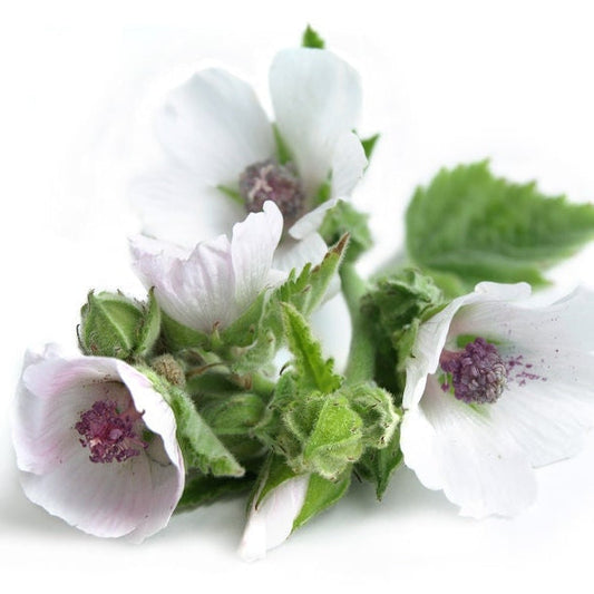 Marshmallow Root Extract Liquid