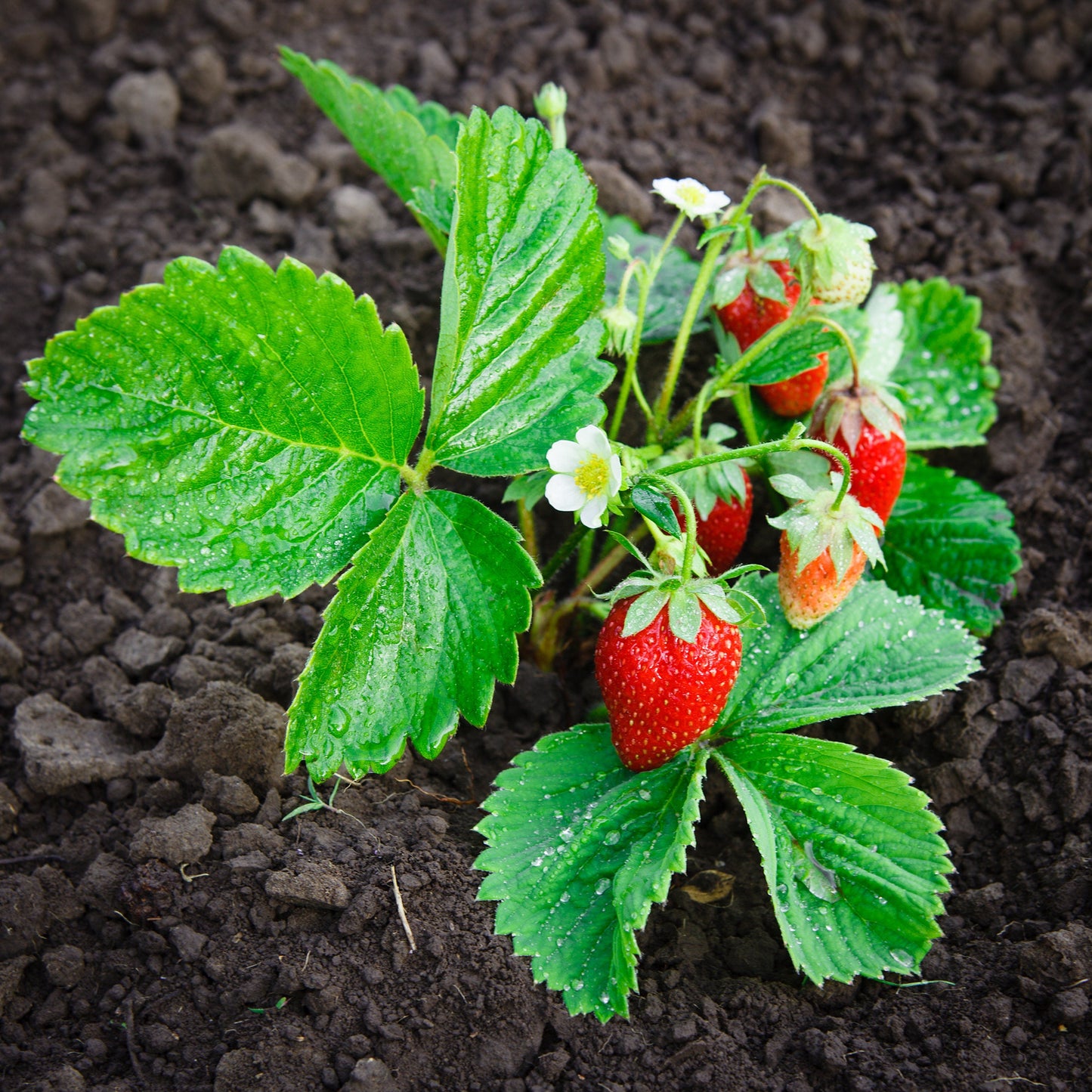 100 ALPINE STRAWBERRY Fragaria Vesca Red Fruit White Flower Seeds