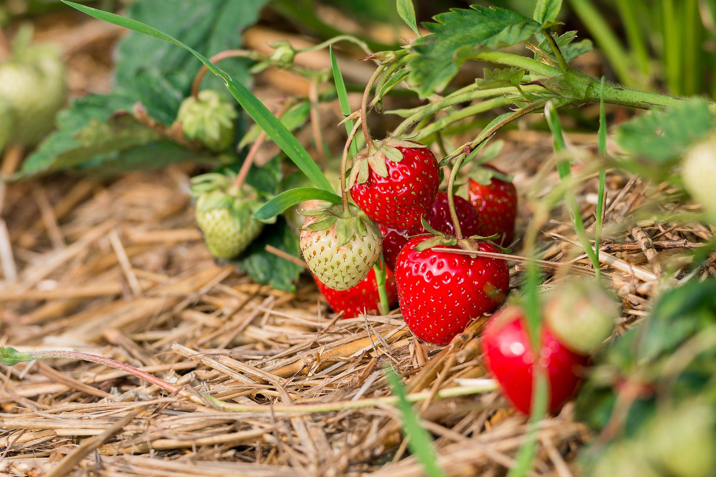 100 ALPINE STRAWBERRY Fragaria Vesca Red Fruit White Flower Seeds