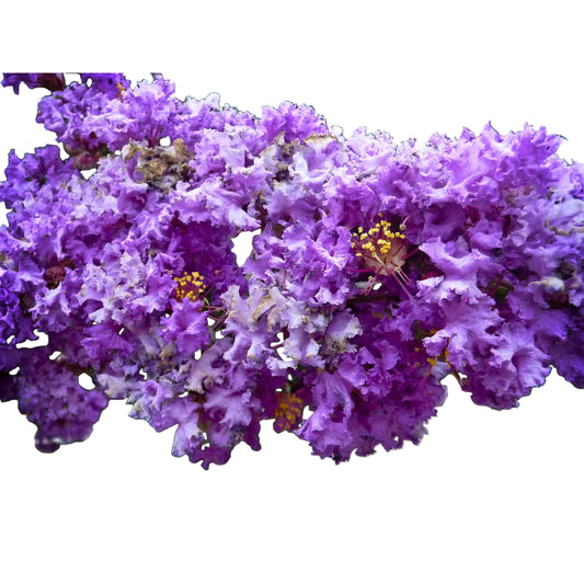 35 PURPLE CREPE MYRTLE Lagerstroemia Indica Flowering Shrub Bush Small Tree Seeds