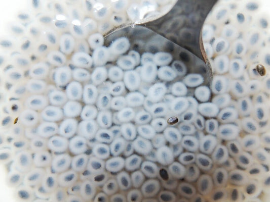 Chia Rejuvenation Extract