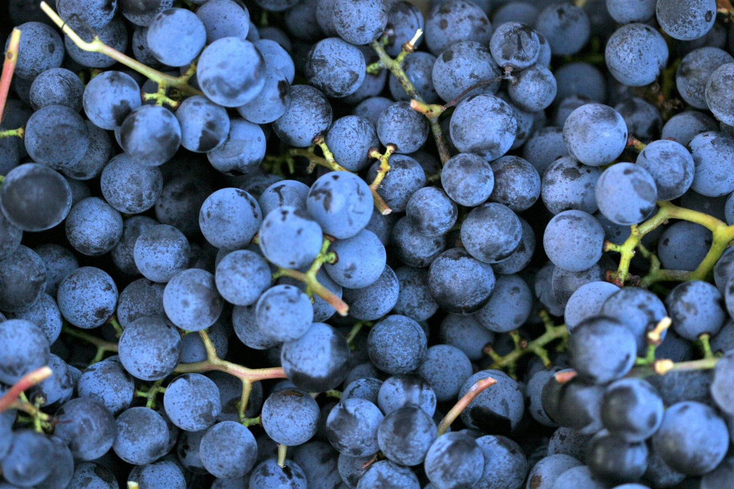 10 Purple CONCORD GRAPE Fruit Vine Vitis Labrusca White Flower Seeds