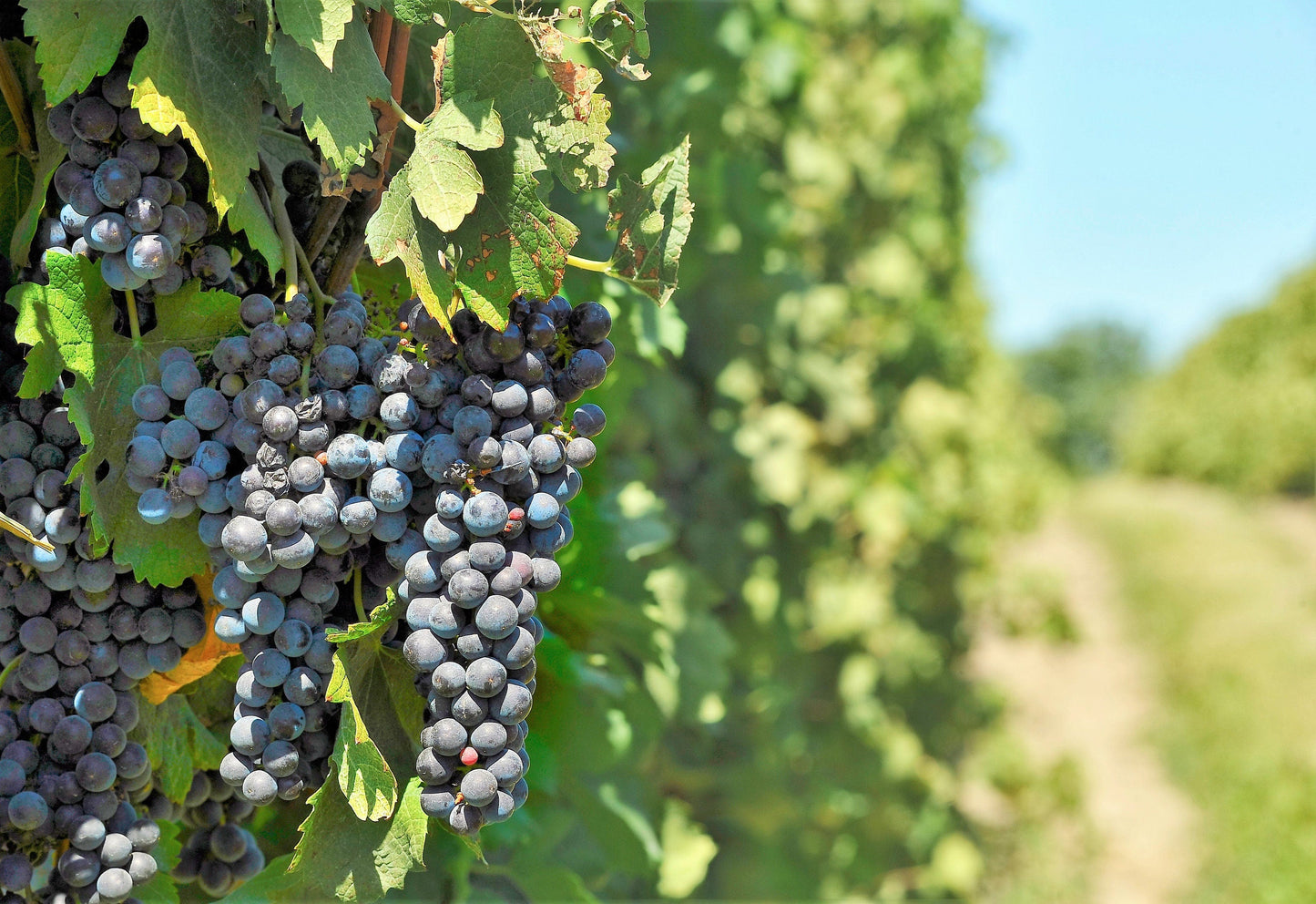 10 Purple CONCORD GRAPE Fruit Vine Vitis Labrusca White Flower Seeds