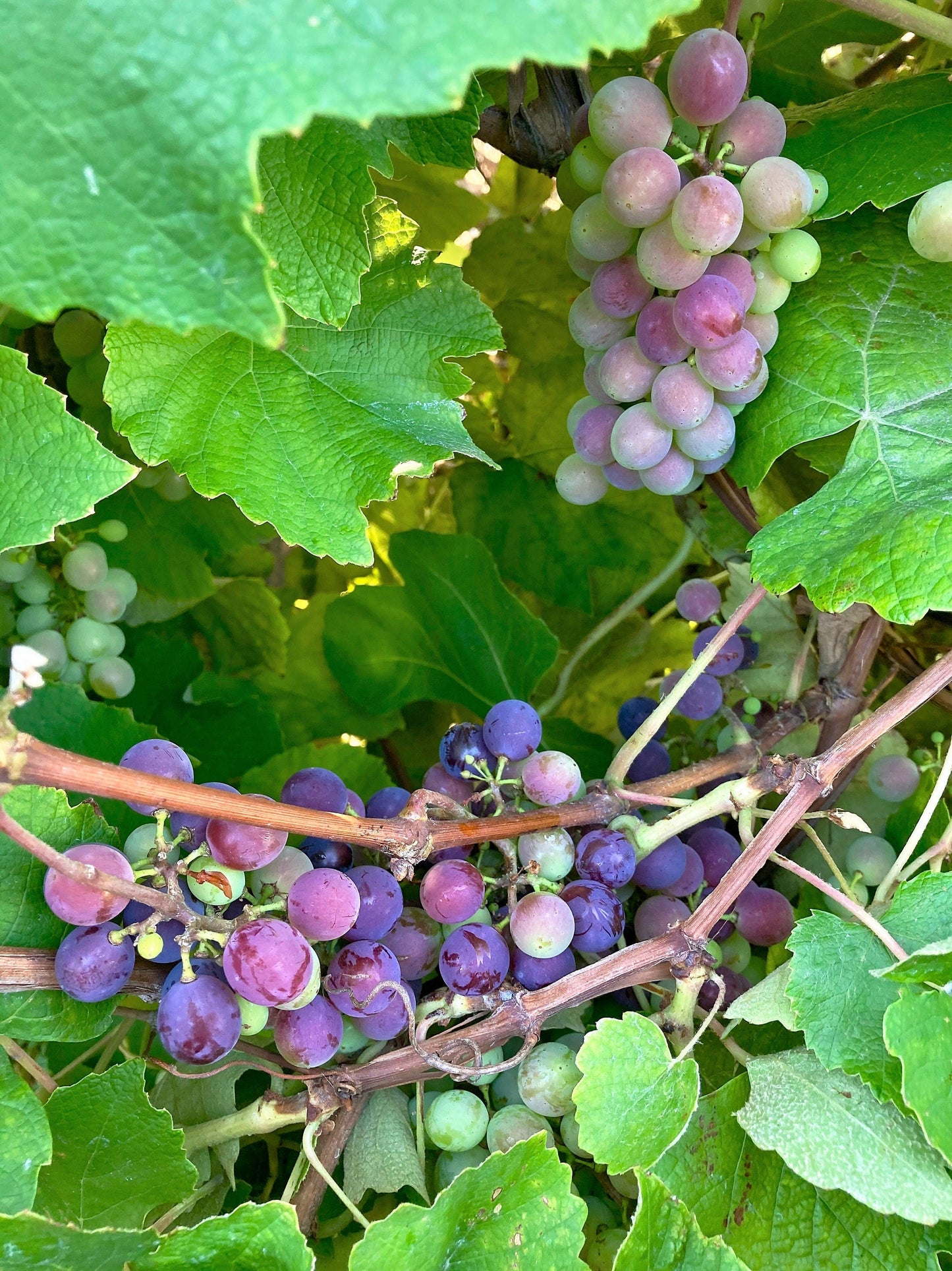 10 Purple CONCORD GRAPE Fruit Vine Vitis Labrusca White Flower Seeds