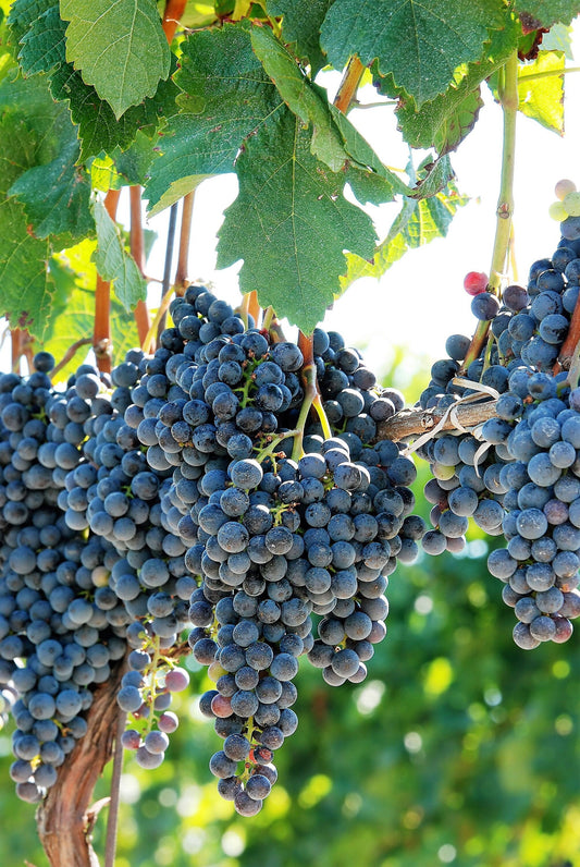 10 Purple CONCORD GRAPE Fruit Vine Vitis Labrusca White Flower Seeds