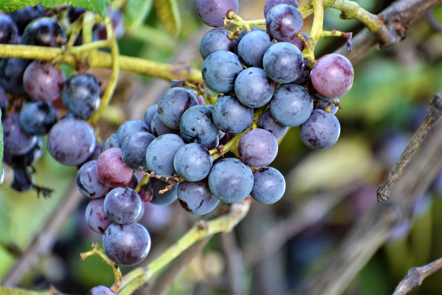 10 Purple CONCORD GRAPE Fruit Vine Vitis Labrusca White Flower Seeds