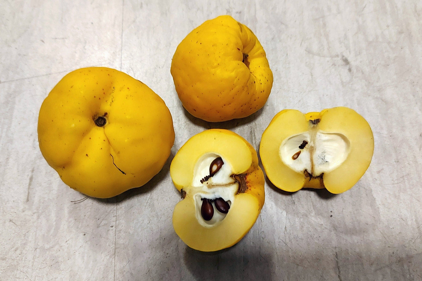 20 Red Flowering DWARF QUINCE Shrub Fruit Chaenomeles Japonica Scarlet Seeds