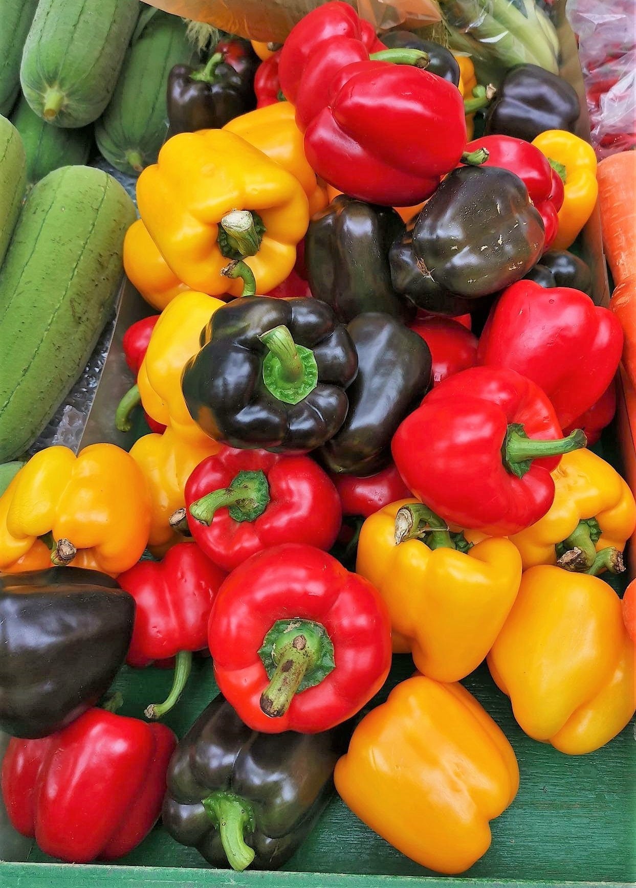 150 RAINBOW BELL PEPPER Sweet Red, Green, Yellow, Orange, Purple, Brown, & White Capsicum Annuum Vegetable Seeds