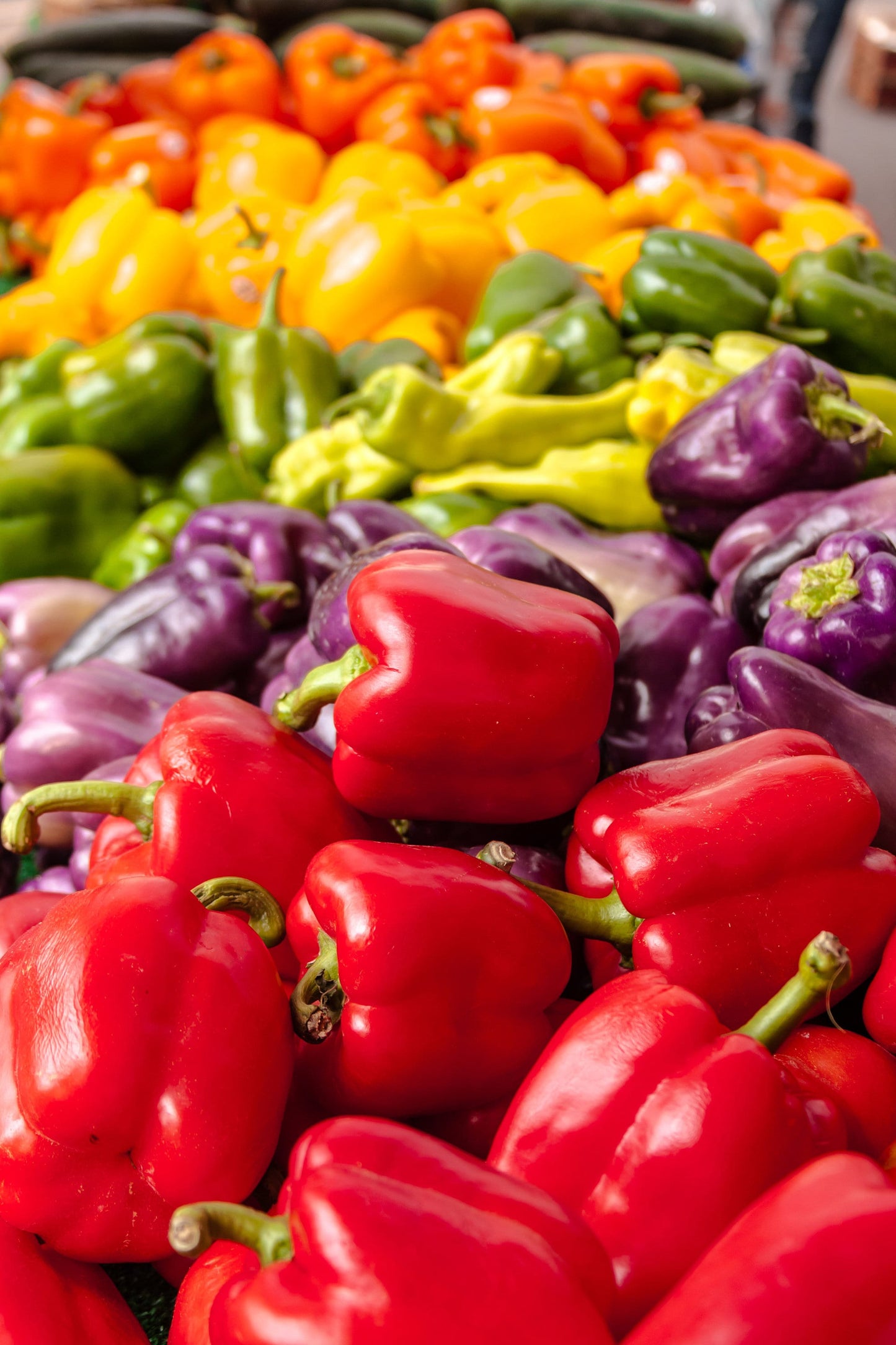 150 RAINBOW BELL PEPPER Sweet Red, Green, Yellow, Orange, Purple, Brown, & White Capsicum Annuum Vegetable Seeds