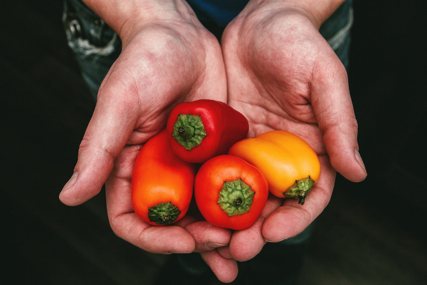 20 Organic Red MINI BELL PEPPER Sweet Mild Miniature Capsicum Annuum Vegetable Seeds