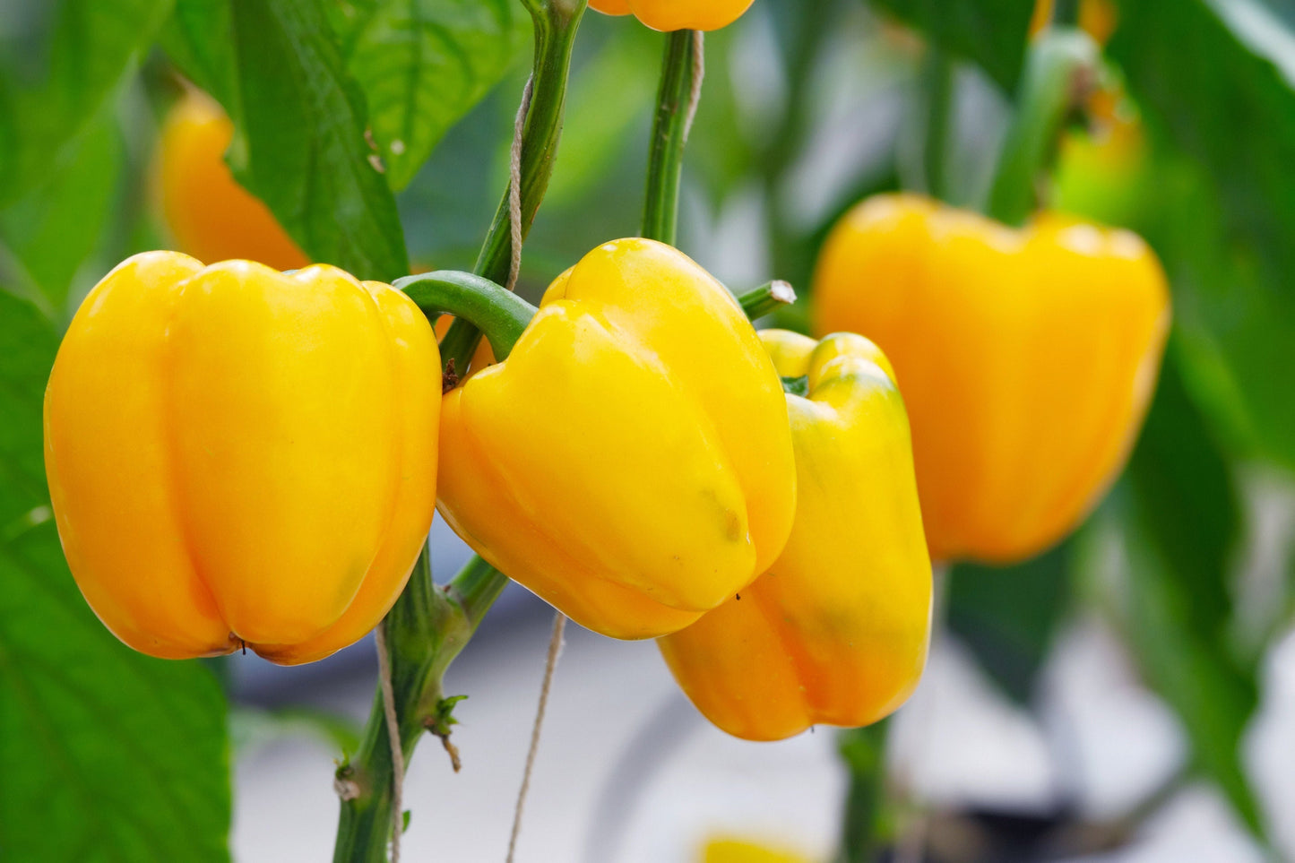 20 Organic Yellow MINI BELL PEPPER Sweet Mild Miniature Capsicum Annuum Vegetable Seeds
