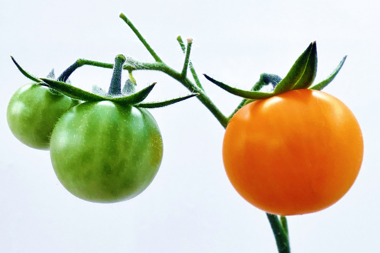 100 ORANGE CHERRY TOMATO Heirloom Solanum Lycopersicum Indeterminate Fruit Vegetable Seeds