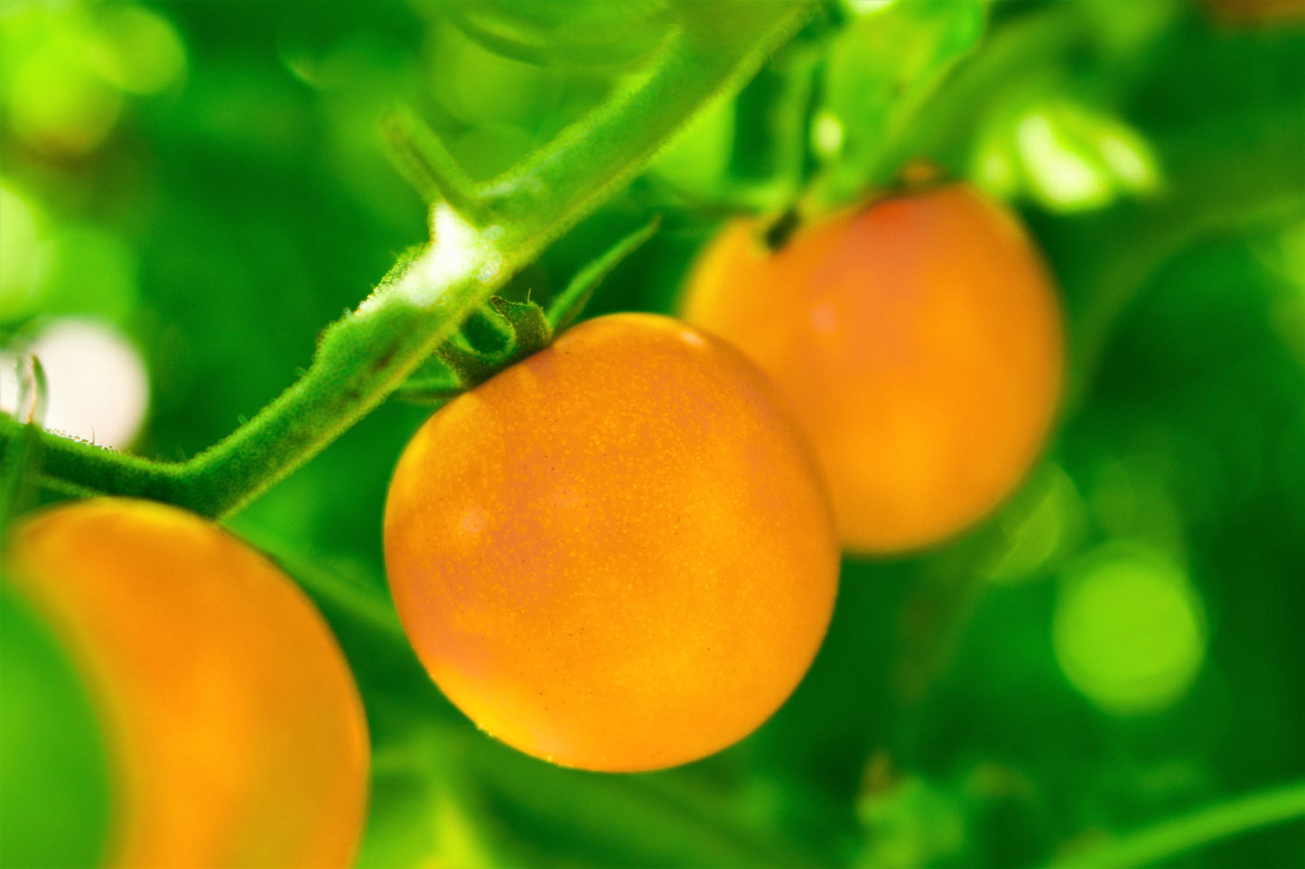 100 ORANGE CHERRY TOMATO Heirloom Solanum Lycopersicum Indeterminate Fruit Vegetable Seeds