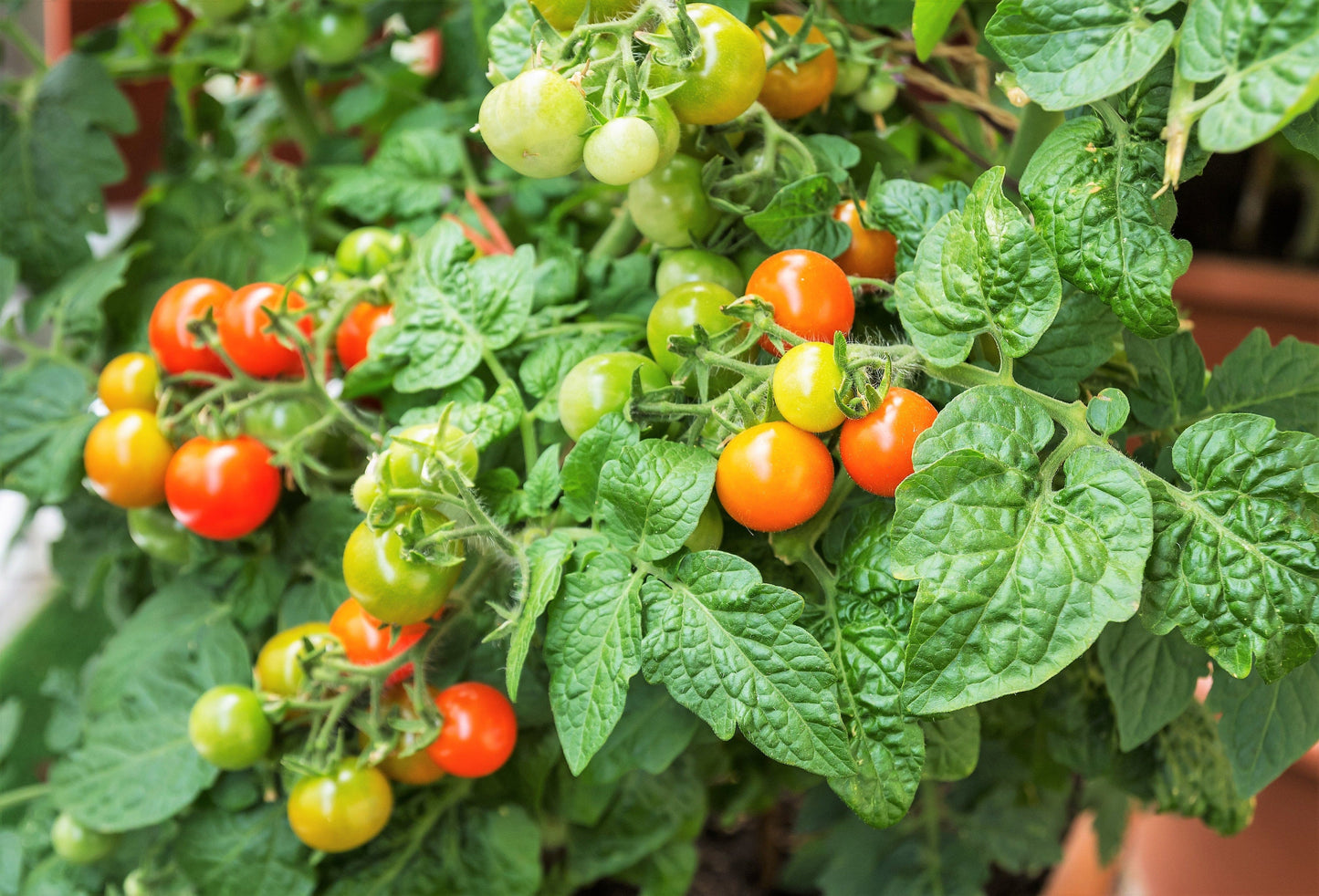 80 Sub ARCTIC PLENTY TOMATO Solanum Lycopersicum Red Determinate Heirloom Fruit Vegetable Seeds