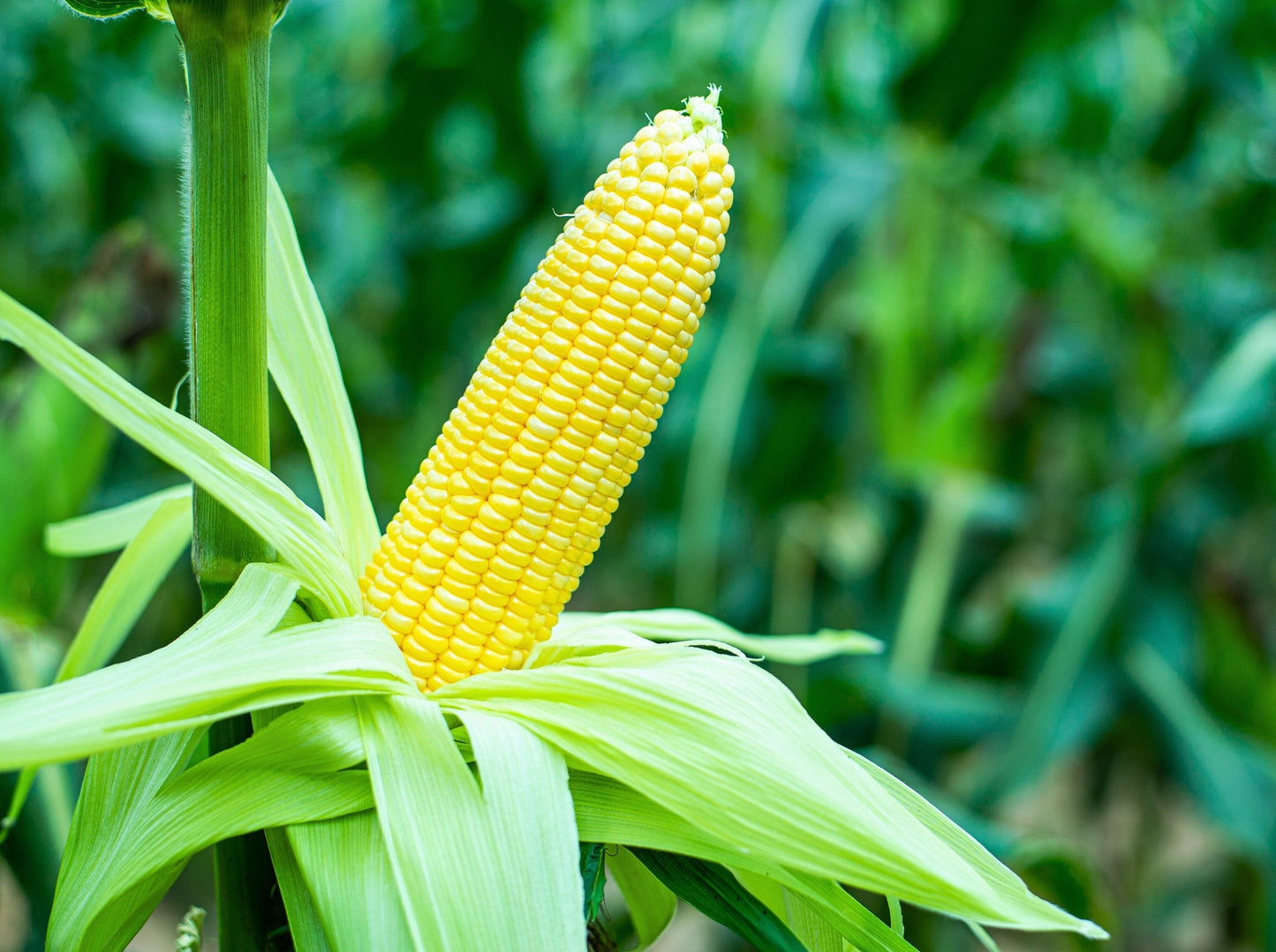 50 Yellow JUBILEE CORN Sweet Corn Zea Mays Vegetable Seeds