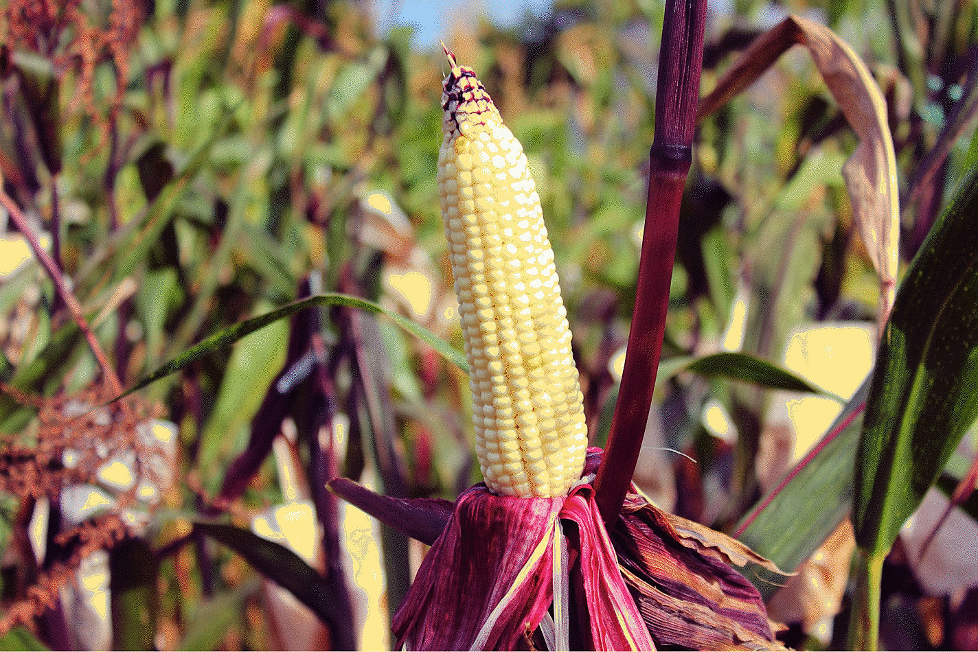 50 KANDY KORN CORN Sweet Yellow Corn Red Husk H.S.E. Zea Mays Vegetable Seeds