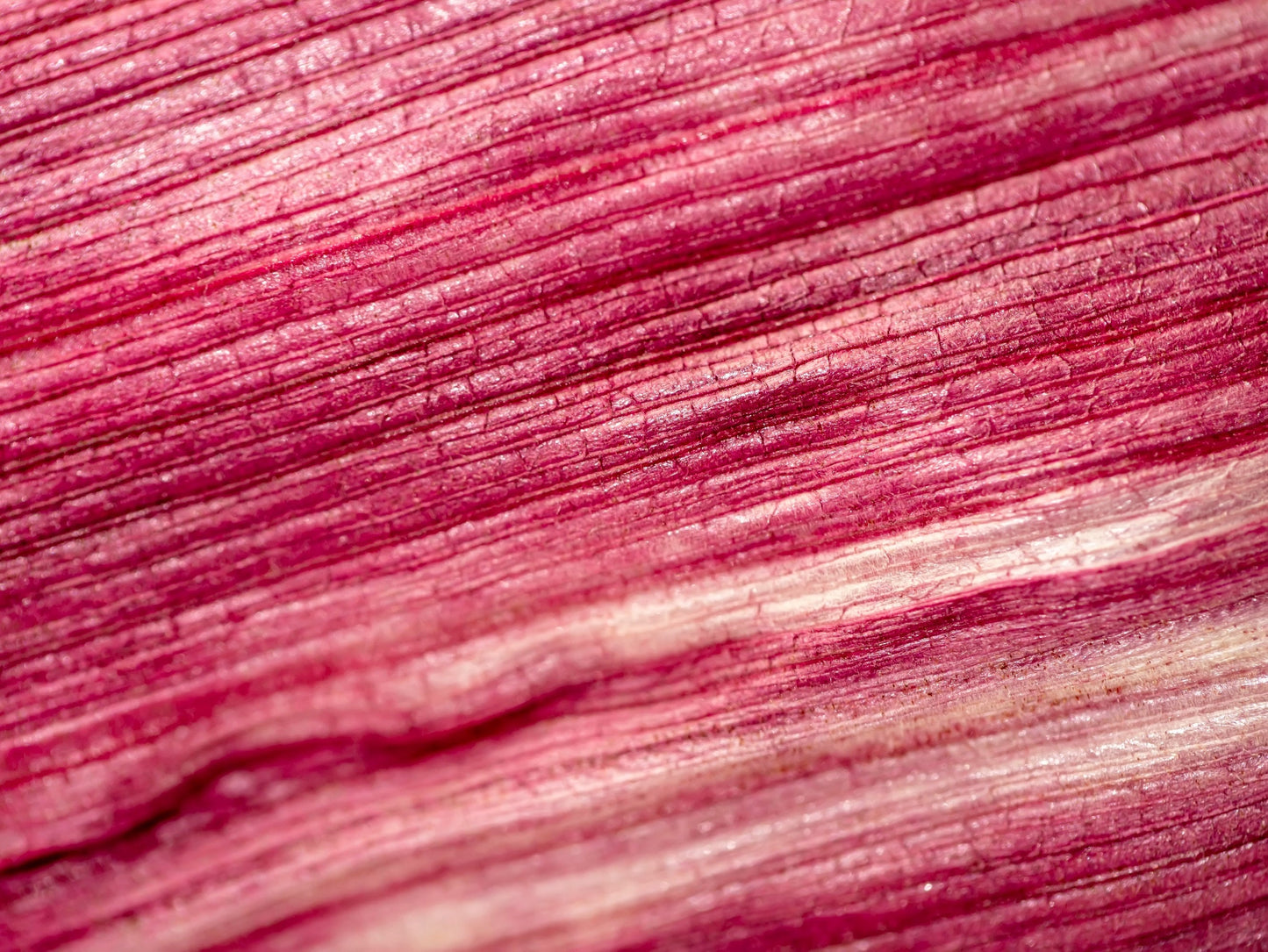 50 KANDY KORN CORN Sweet Yellow Corn Red Husk H.S.E. Zea Mays Vegetable Seeds