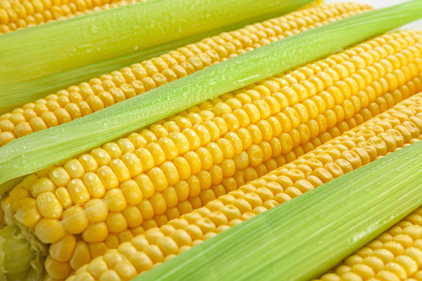 50 HONEY SELECT CORN Sweet Yellow S.E. Sh2 Zea Mays Vegetable Seeds
