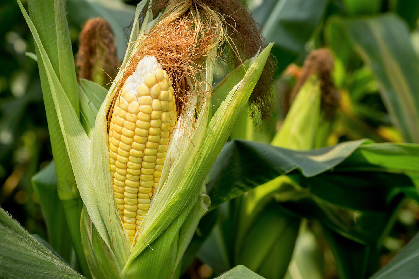 50 HONEY SELECT CORN Sweet Yellow S.E. Sh2 Zea Mays Vegetable Seeds