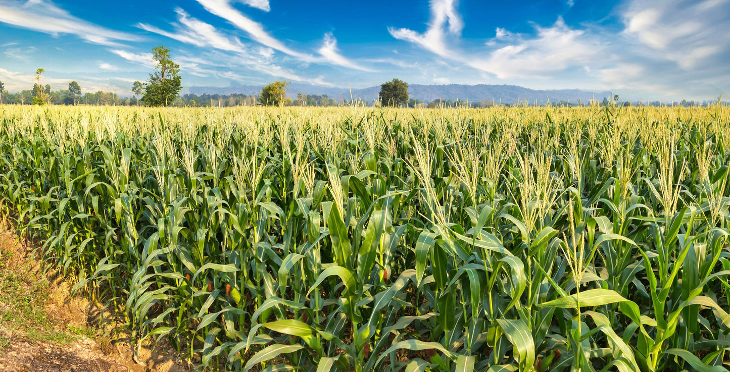 50 SUGAR BUNS CORN Sweet S.E. Yellow Zea Mays Vegetable Seeds