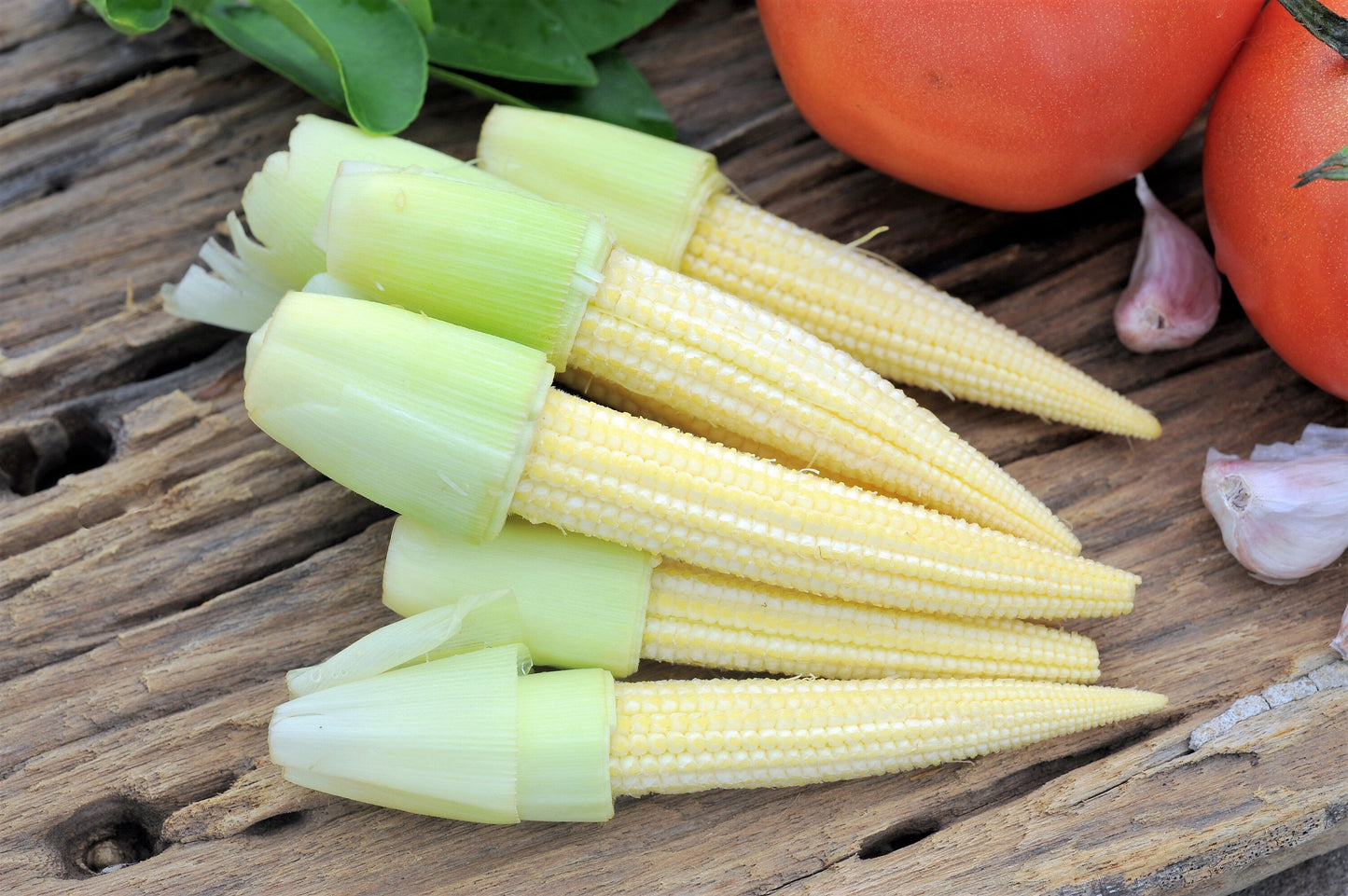 75 Japanese WHITE HULLESS POPCORN or Baby Corn Zea Mays Heirloom Vegetable Seeds