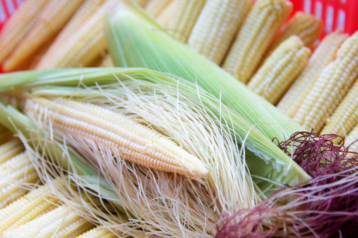 75 Japanese WHITE HULLESS POPCORN or Baby Corn Zea Mays Heirloom Vegetable Seeds