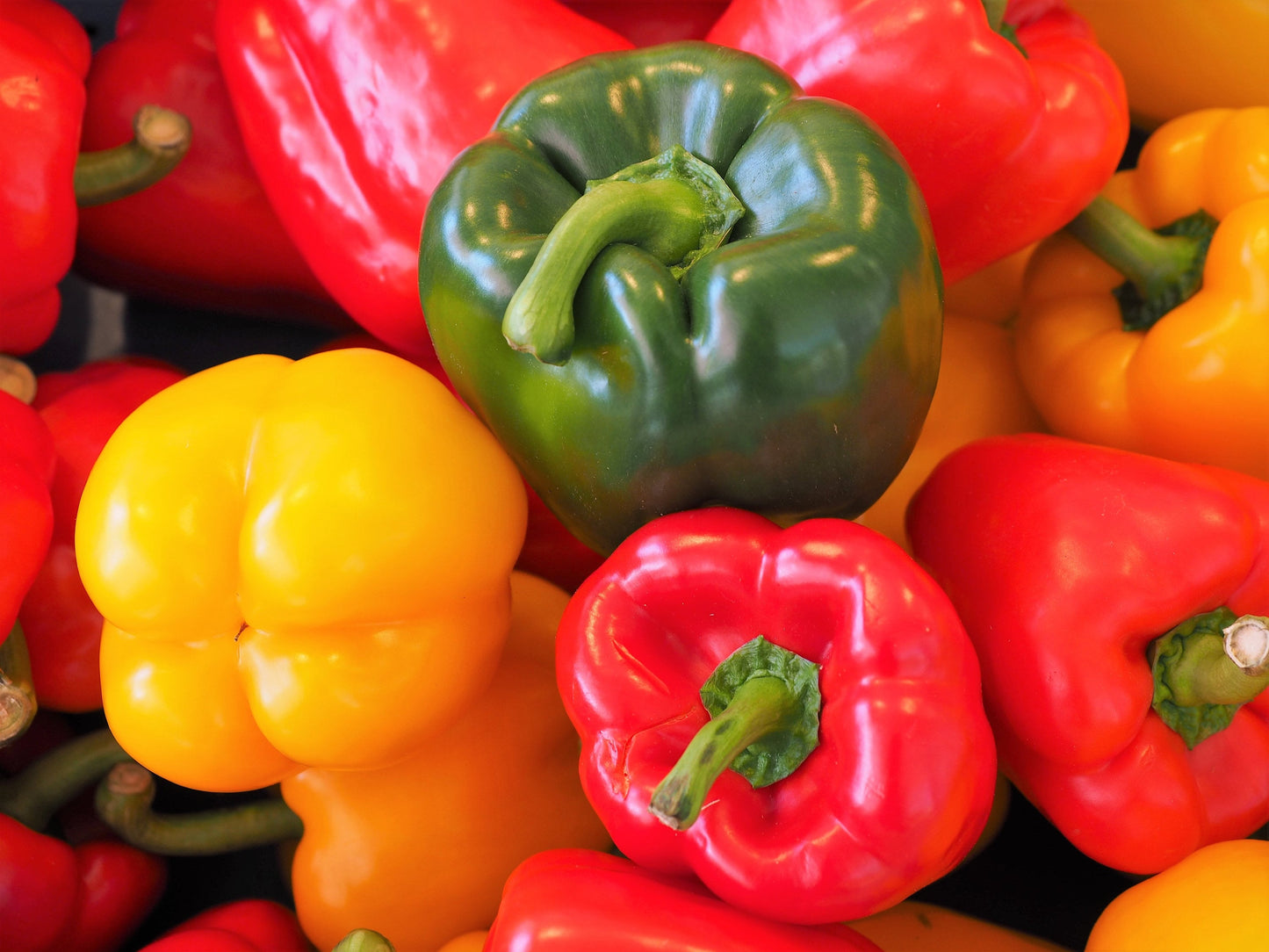 150 RAINBOW BELL PEPPER Sweet Red, Green, Yellow, Orange, Purple, Brown, & White Capsicum Annuum Vegetable Seeds