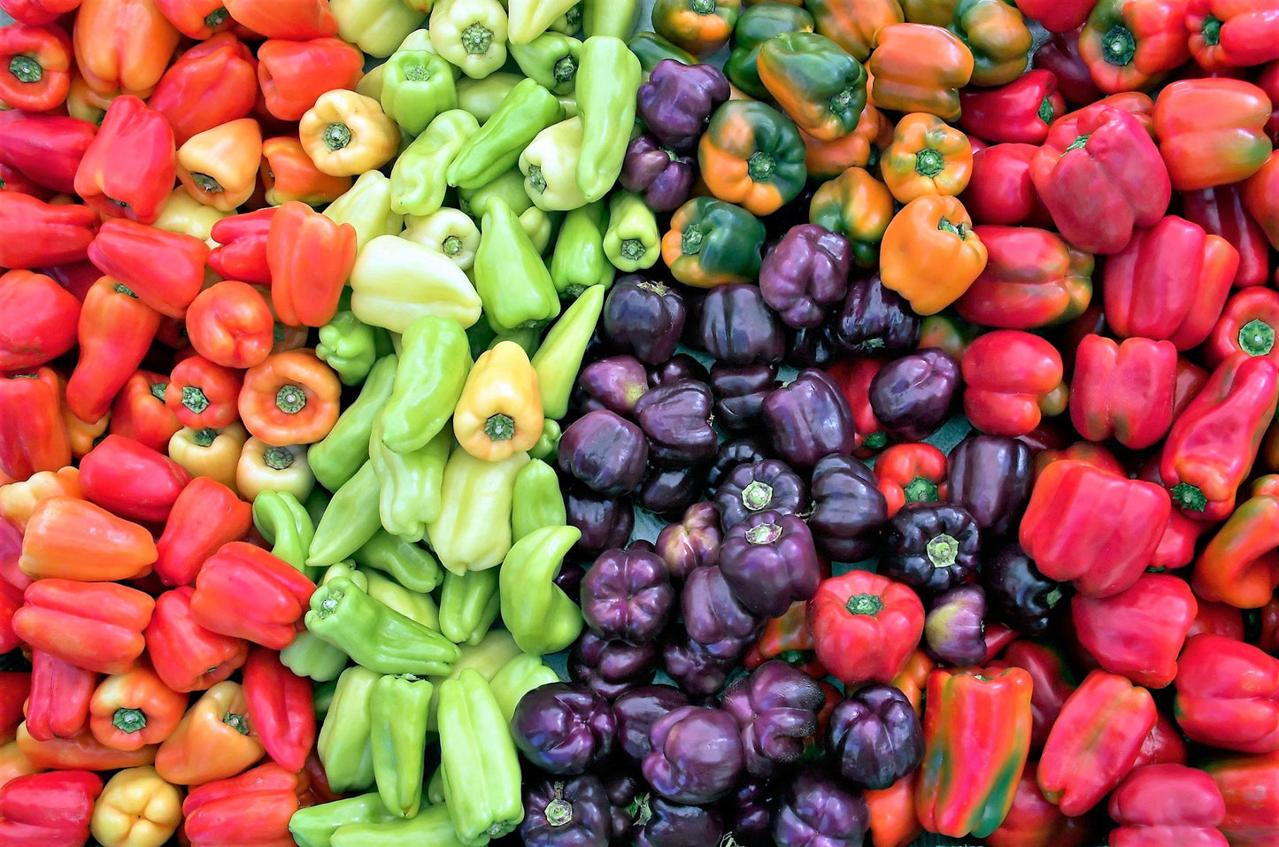 150 RAINBOW BELL PEPPER Sweet Red, Green, Yellow, Orange, Purple, Brown, & White Capsicum Annuum Vegetable Seeds