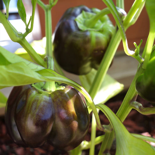 20 Organic Chocolate MINI BELL PEPPER Brown Sweet Mild Miniature Capsicum Annuum Vegetable Seeds