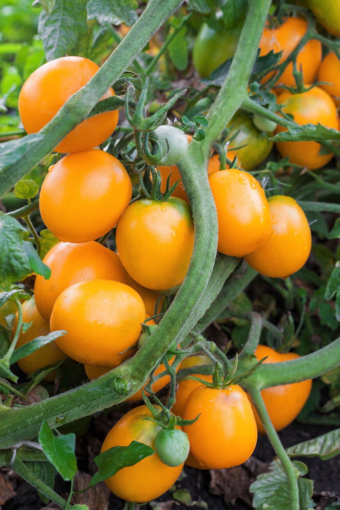 100 ORANGE CHERRY TOMATO Heirloom Solanum Lycopersicum Indeterminate Fruit Vegetable Seeds