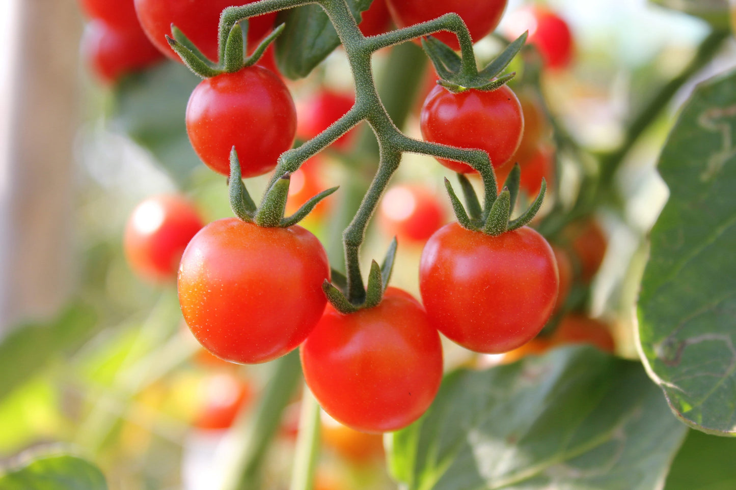80 Sub ARCTIC PLENTY TOMATO Solanum Lycopersicum Red Determinate Heirloom Fruit Vegetable Seeds