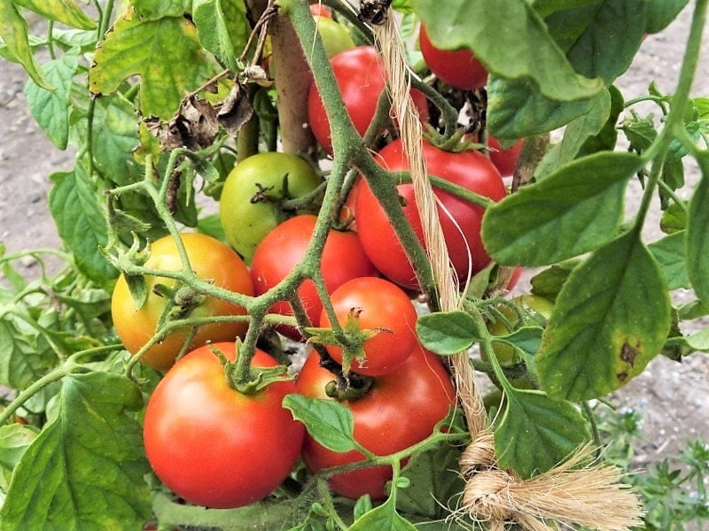 80 Sub ARCTIC PLENTY TOMATO Solanum Lycopersicum Red Determinate Heirloom Fruit Vegetable Seeds