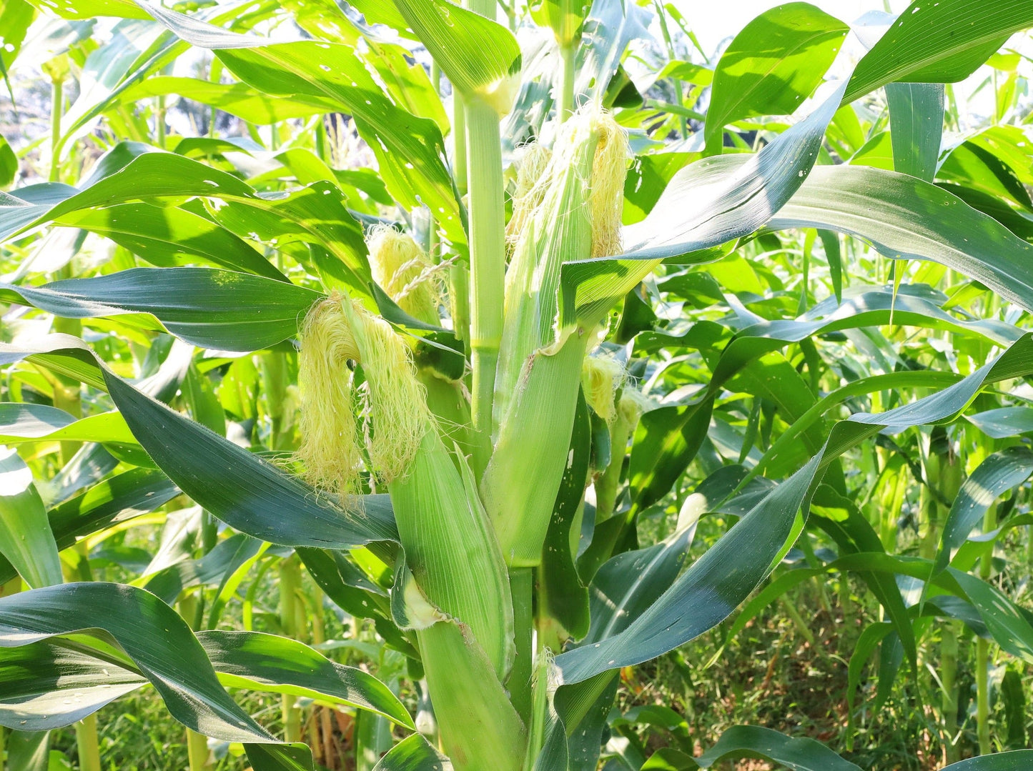 50 Yellow JUBILEE CORN Sweet Corn Zea Mays Vegetable Seeds