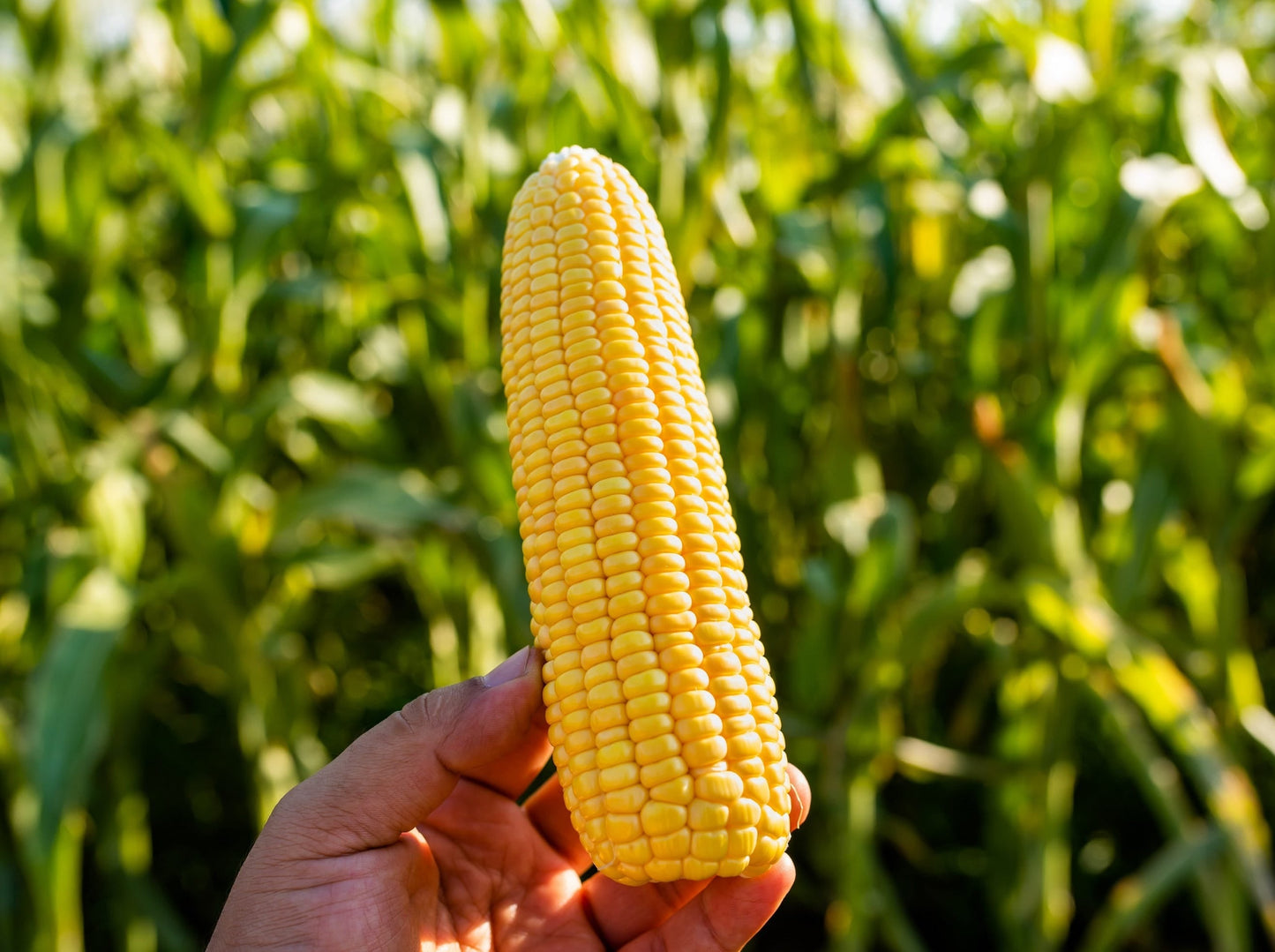 50 Yellow JUBILEE CORN Sweet Corn Zea Mays Vegetable Seeds