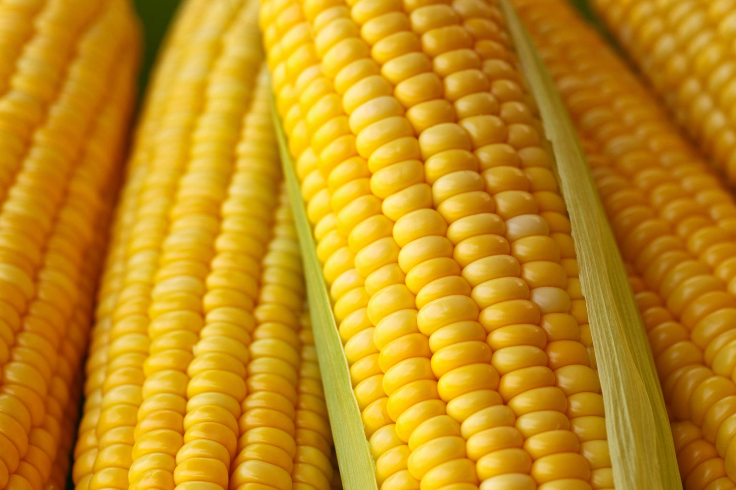 50 HONEY SELECT CORN Sweet Yellow S.E. Sh2 Zea Mays Vegetable Seeds