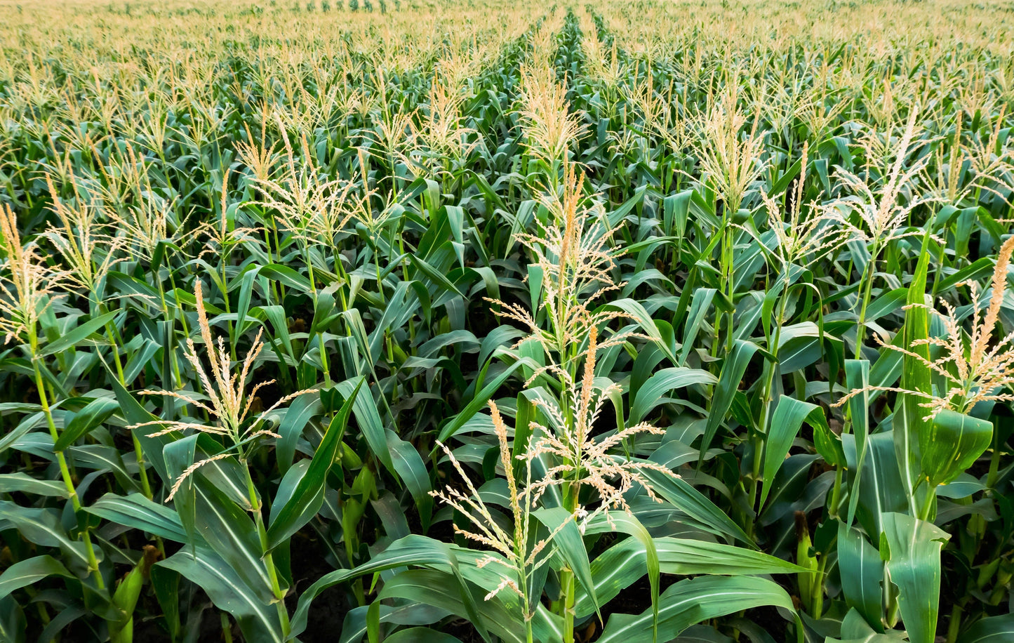 50 HONEY SELECT CORN Sweet Yellow S.E. Sh2 Zea Mays Vegetable Seeds