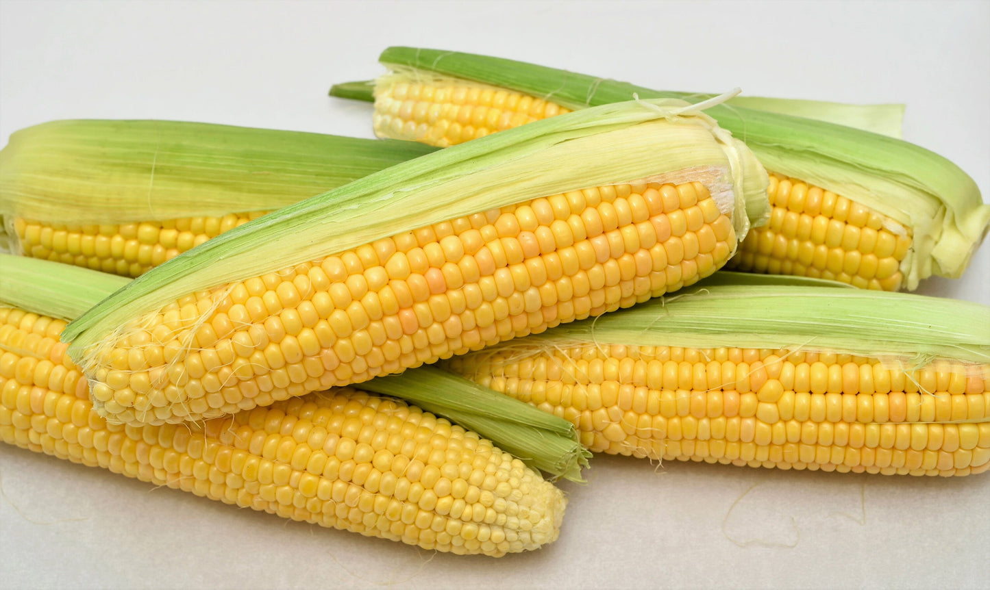 50 SUGAR BUNS CORN Sweet S.E. Yellow Zea Mays Vegetable Seeds
