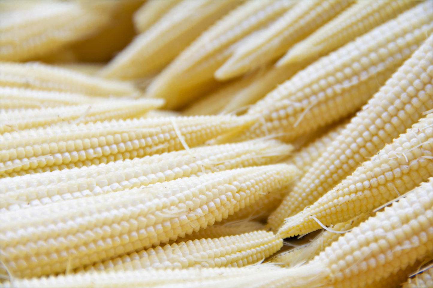 75 Japanese WHITE HULLESS POPCORN or Baby Corn Zea Mays Heirloom Vegetable Seeds