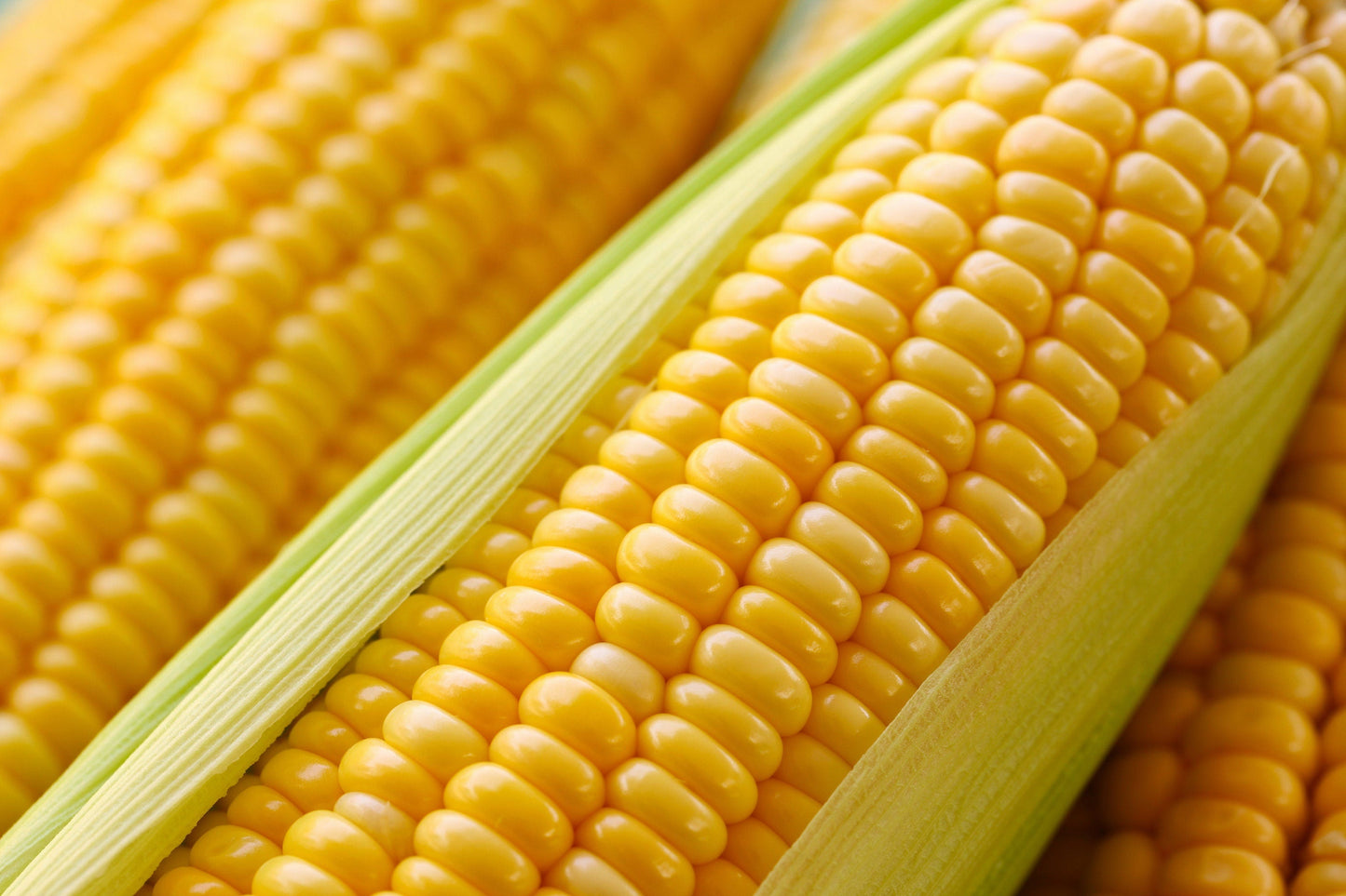 75 SOUTH AMERICAN Yellow POPCORN Corn Zea Mays Heirloom Vegetable Seeds