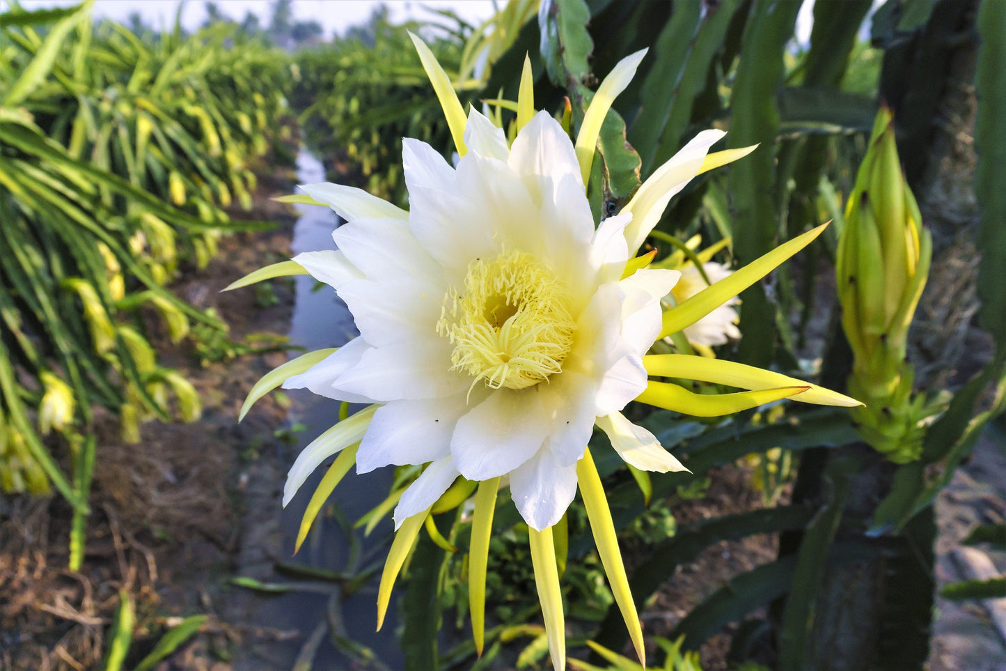 20 YELLOW DRAGON FRUIT ( Pitaya / Pitahaya / Strawberry Pear ) Hylocereus Megalanthus Cactus White Flower Seeds