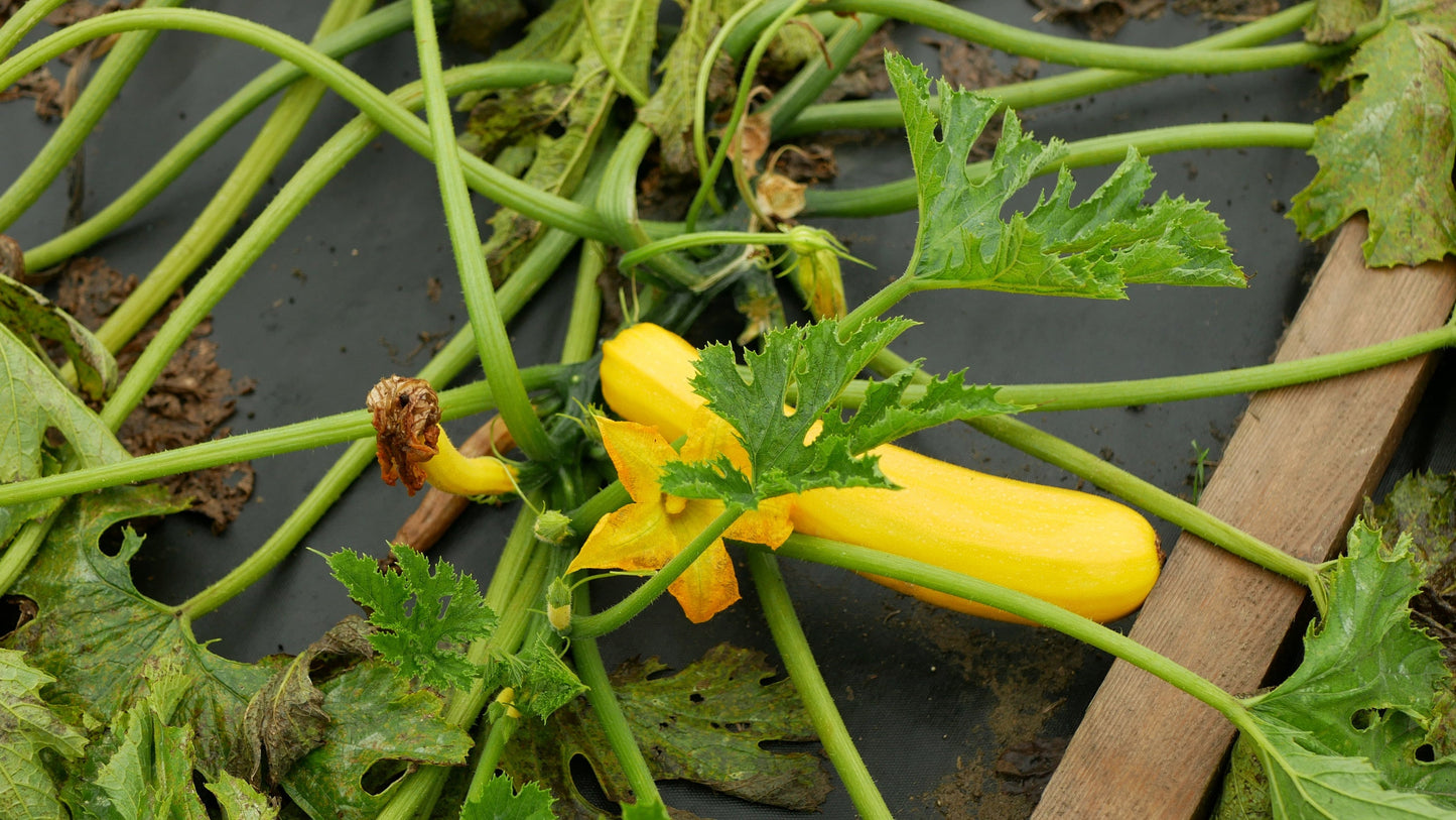 50 GOLDEN ZUCCHINI Heirloom Summer Bush Squash Cucurbita Pepo Yellow Vegetable Seeds