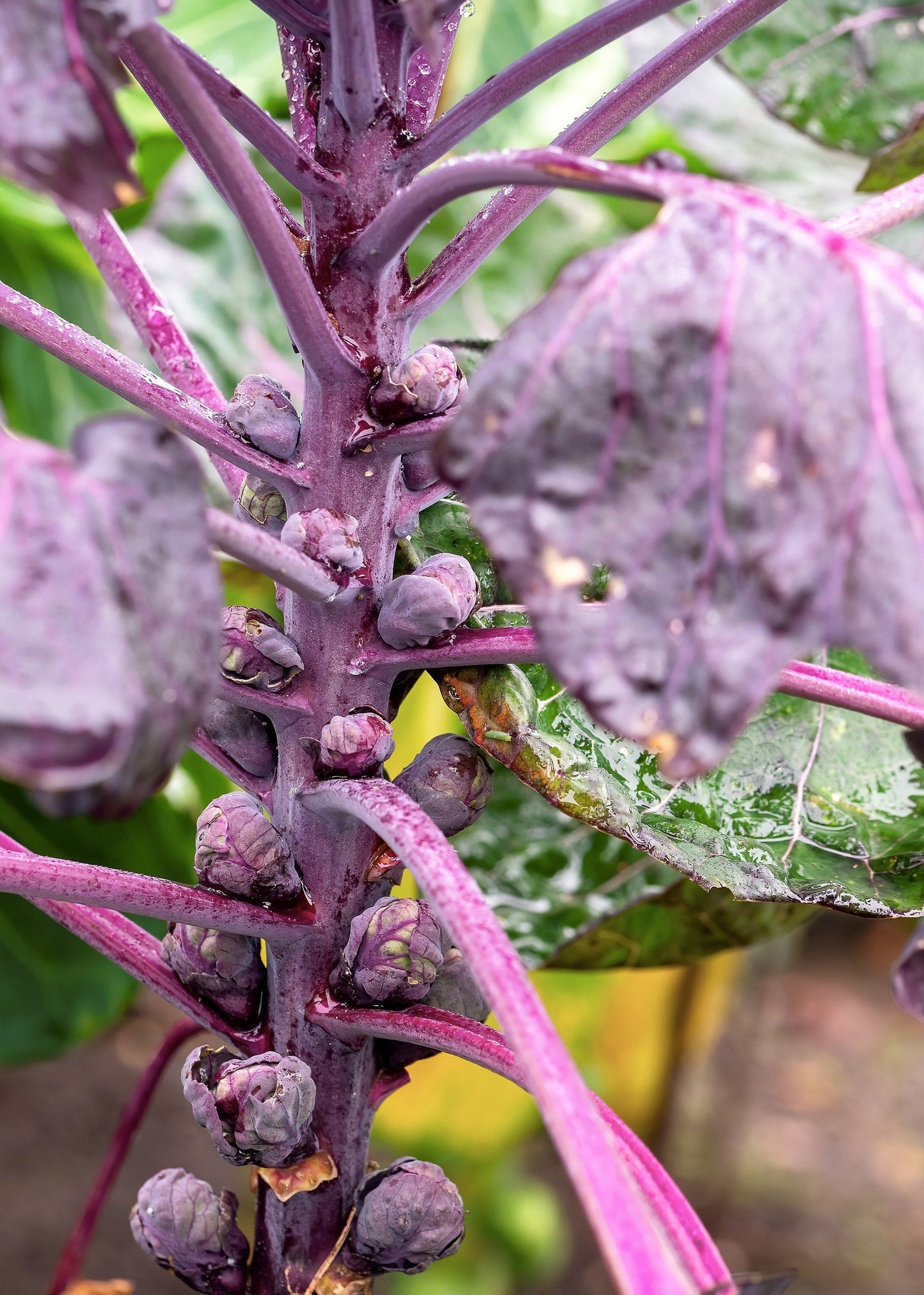 70 RED Ball BRUSSEL SPROUT Brussels Sprouts Brassica Oleracea Gemmifera Vegetable Seeds