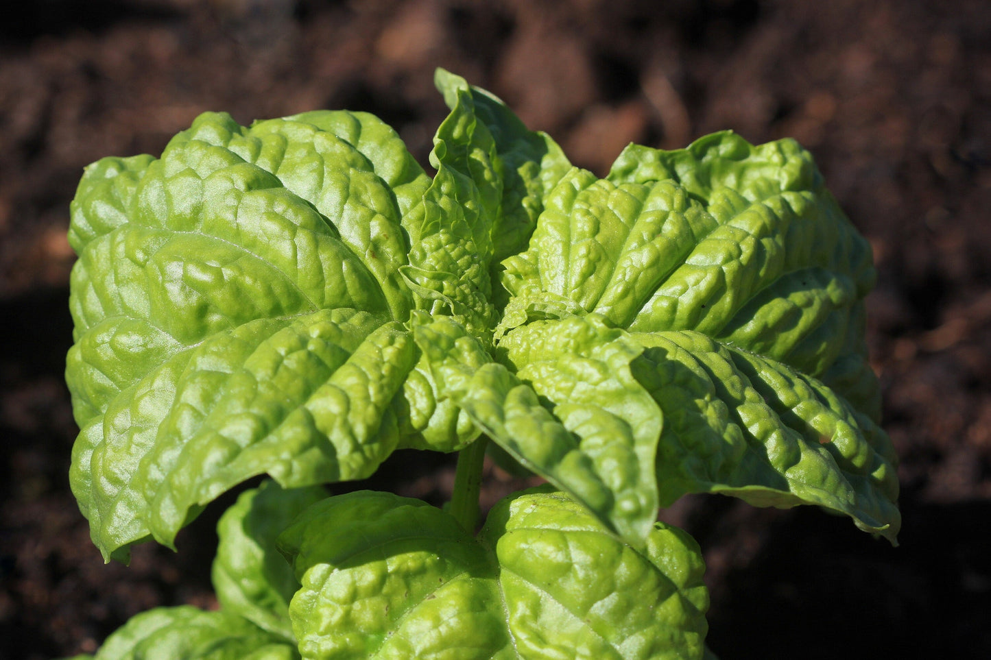 500 LETTUCE LEAF BASIL Ocimum Basilicum Huge Leaves Herb Seeds
