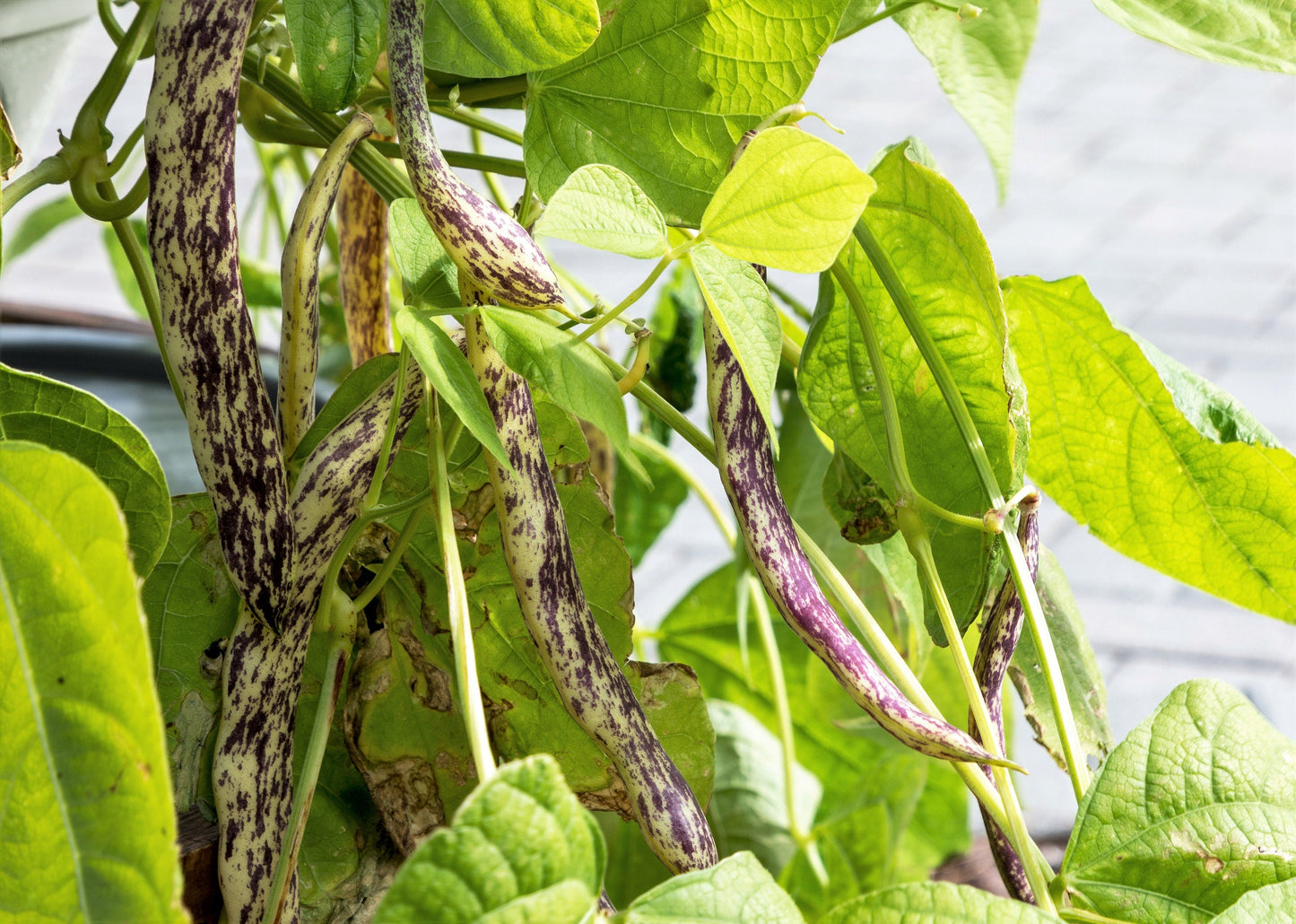 50 DRAGON TONGUE Wax BEAN Yellow & Purple Dragon's Tongue Phaseolus Vulgaris Legume Vegetable Seeds